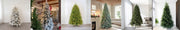 collection Christmas Trees